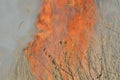 Flame of brushfire 32 Royalty Free Stock Photo