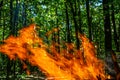 Flame of charcoal fire. Hearth for cooking and heating. Danger in forest Royalty Free Stock Photo