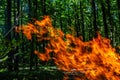 Flame of charcoal fire. Hearth for cooking and heating. Danger in forest Royalty Free Stock Photo