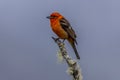 Flame-colored Tanager on a branch on a sky background, San Gerardo de Dota, Costa Rica