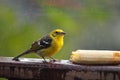 Flame-colored Tanager Female Royalty Free Stock Photo