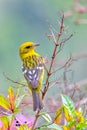 Flame-colored tanager female Piranga bidentata San Gerardo de Dota, Costa Rica Royalty Free Stock Photo