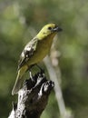 Flame-colored Tanager, Female (Piranga bidentata) Royalty Free Stock Photo