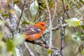 Flame-colored tanager male Piranga bidentata San Gerardo de Dota, Costa Rica Royalty Free Stock Photo