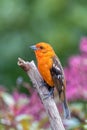 Flame-colored tanager male, Piranga bidentata, San Gerardo de Dota, Costa Rica Royalty Free Stock Photo