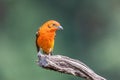 Flame-colored tanager male Piranga bidentata San Gerardo de Dota, Costa Rica Royalty Free Stock Photo