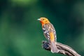 Flame-colored tanager male, Piranga bidentata, San Gerardo de Dota, Costa Rica Royalty Free Stock Photo