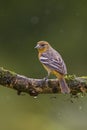 Flame-colored Tanager - Piranga bidentata Royalty Free Stock Photo