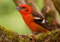 Flame-colored Tanager  - Piranga bidentata formerly stripe-backed tanager, American songbird, Formerly placed in the tanager Royalty Free Stock Photo