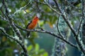 Flame-colored Tanager  - Piranga bidentata formerly stripe-backed tanager, American songbird, Formerly placed in the tanager Royalty Free Stock Photo