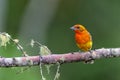 Flame-colored Tanager in San Gerardo del Dota Royalty Free Stock Photo