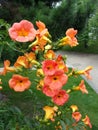 Flame-coloured Flowers