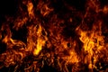 Flame fires. Burn lights on a black background. Fire flames on black background. Abstract fire flame background.