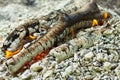 Flame of firewood closeup