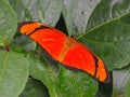 Flame or Flambeau butterfly