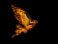 Flame flying dove isolated on black Royalty Free Stock Photo