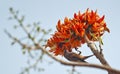 Flame of the forest Butea monosperma in full bloom in Dhaka, Bangladesh.