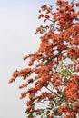 Flame of the forest,Butea monosperma O.Ktze, Leguminosae-Papilio noideae