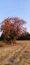Flame of the forest, kesudo tree, palash tree. Royalty Free Stock Photo