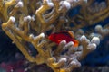 Flame hawk fish hidden in a sps coral