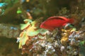 Flame hawkfish Royalty Free Stock Photo