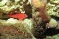 Flame hawkfish