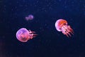 Flame jellyfish, rhopilema esculentum swims in aquarium with pink neon light Royalty Free Stock Photo