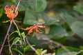 Flame lily climbing lily creeping lily glory lily Gloriosa superba flowers Royalty Free Stock Photo