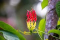 The flame lily flower is a beautiful and unique flower in nature, red and yellow color Royalty Free Stock Photo