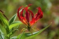 Flame lily flower in bloom closeup