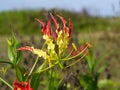 Flame lily flower with blur background. Royalty Free Stock Photo