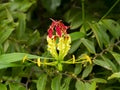 Flame lily flower. (Gloriosa superba Royalty Free Stock Photo