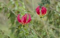 Flame lily, Gloriosa, Colchicaceae , red flower with distinctive yellow stripes