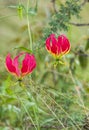 Flame lily, Gloriosa, Colchicaceae , red flower with distinstive yellow stripes Royalty Free Stock Photo