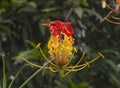 Flame lily, Gloriosa superba