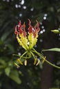 Flame lily, Gloriosa superba