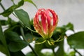 Flame lily Gloriosa superba exotic flower