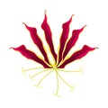 Flame Lily or Gloriosa Superba Flower on White Background Royalty Free Stock Photo