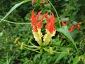 Flame lily -Gloriosa superba is a species of flowering plant in the family Colchicaceae