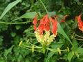 Flame lily -Gloriosa superba is a species of flowering plant in the family Colchicaceae