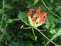 Flame lily -Gloriosa superba is a species of flowering plant in the family Colchicaceae Royalty Free Stock Photo