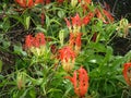 Flame lily -Gloriosa superba is a species of flowering plant in the family Colchicaceae Royalty Free Stock Photo