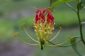 Flame lily, Glory lily or Climbing lily bloom in the garden on blur nature background. Royalty Free Stock Photo