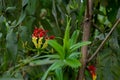 Flame lily with green leaves around it in vegetation. Gloriosa superba is a species of flowering plant commonly named as flame Royalty Free Stock Photo