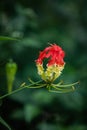 Scarlet Glory of the Flame Lily