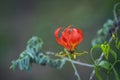 Flame lily wild flower in Kruger National park, South Africa