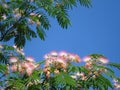 Flame mimosa tree Royalty Free Stock Photo