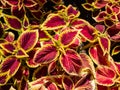 Flame nettle (Coleus x blumei) \'Wizard Scarlet\' with burgundy-red foliage with thin lime-green margins