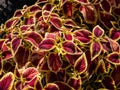 Flame nettle (Coleus x blumei) \'Wizard Scarlet\' with burgundy-red foliage with thin green margins growing