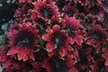 Flame nettle plant with wavy leaf shape